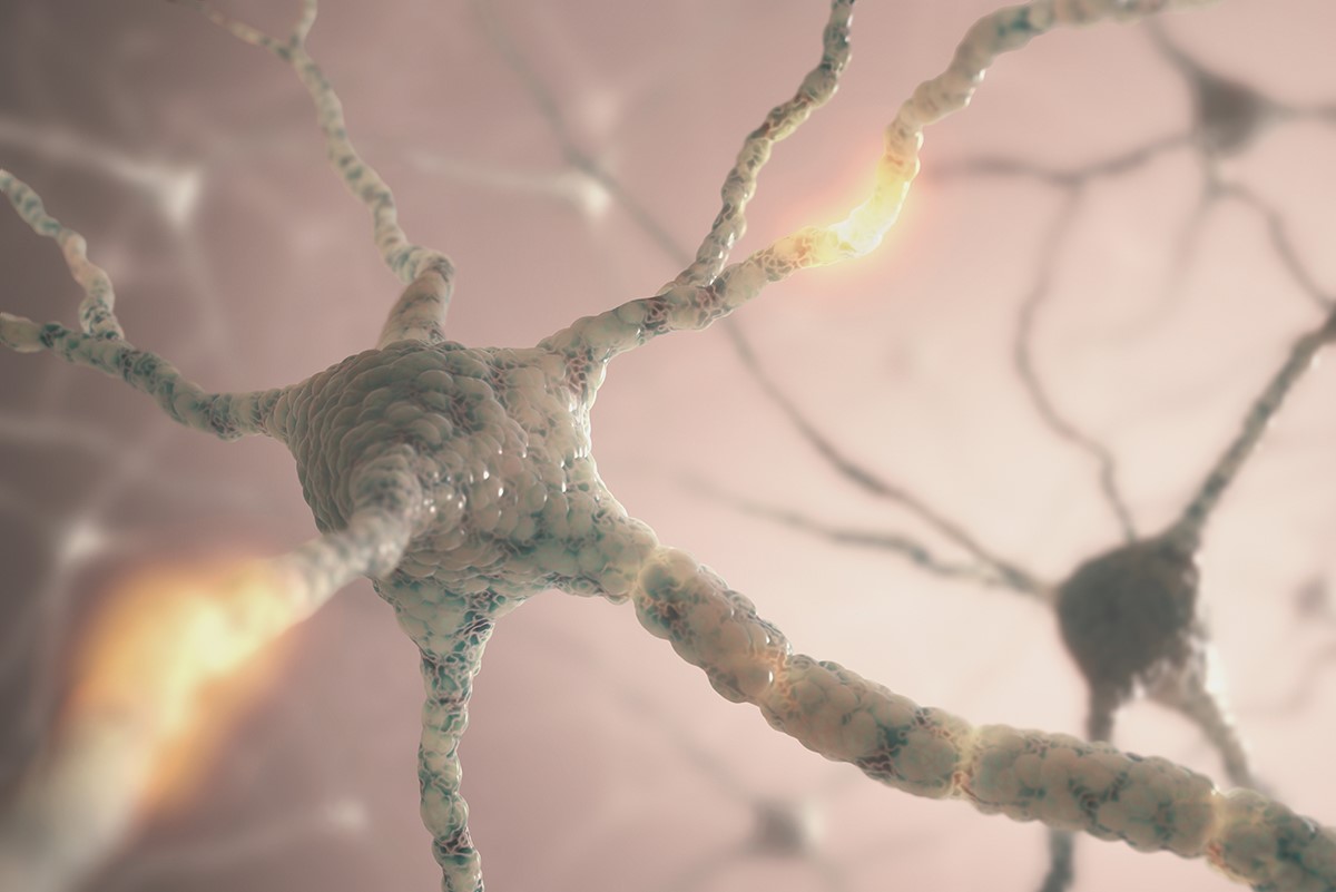 Incluso los cerebros más ancianos, al ser estimulados, pueden crear nuevas conexiones neuronales