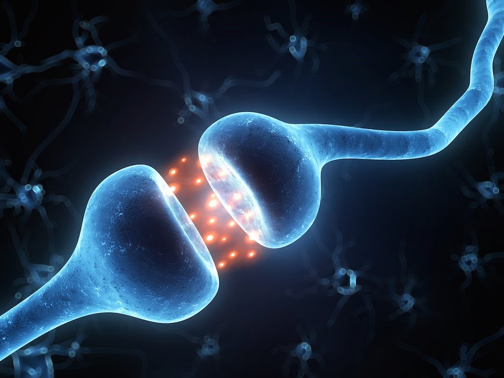 ELA: sinapsis
